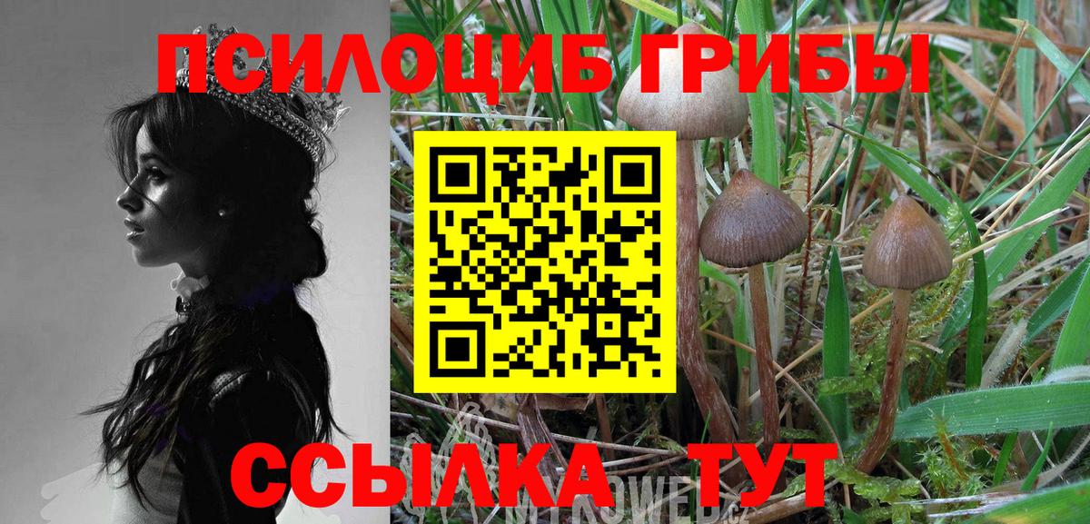 Галлюциногенные грибы Psilocybe Краснокаменск